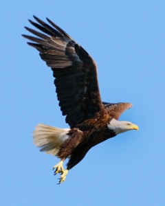 CEMEX-Bald-Eagle2