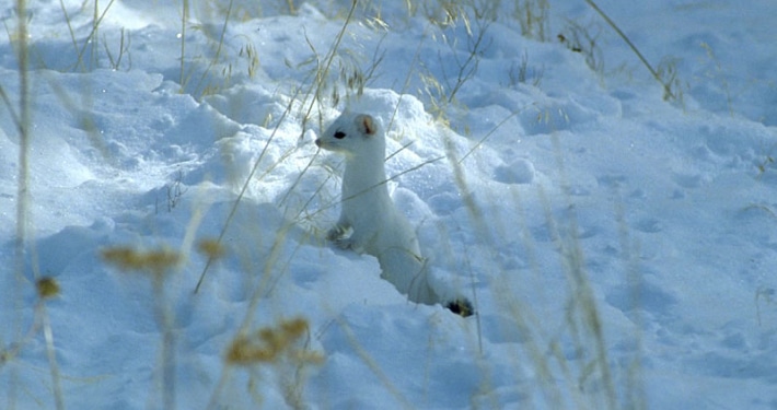 Winter Predators Wildlife in Winter: Catching Prey Under the Snow - Tandem Global