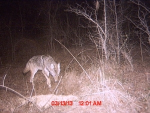 Coyote on trail cam. Photo courtesy of Vulcan Materials Company.