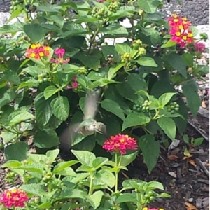 Ruby-throated hummingbird observed in one of the pollinator gardens at the West Caldwell Office. Photo courtesy of Ricoh Group.