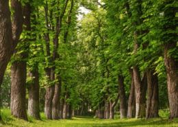 Chestnut-trees