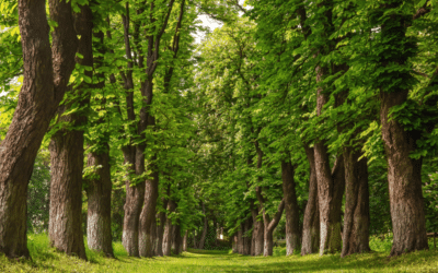 Chestnut-trees