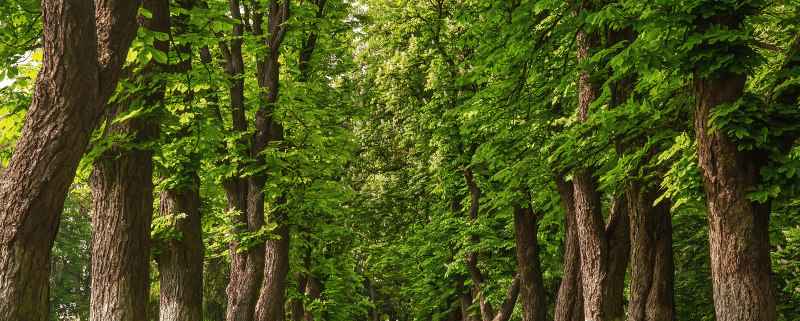 Chestnut-trees