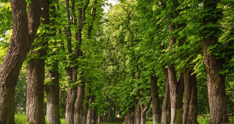 Chestnut-trees