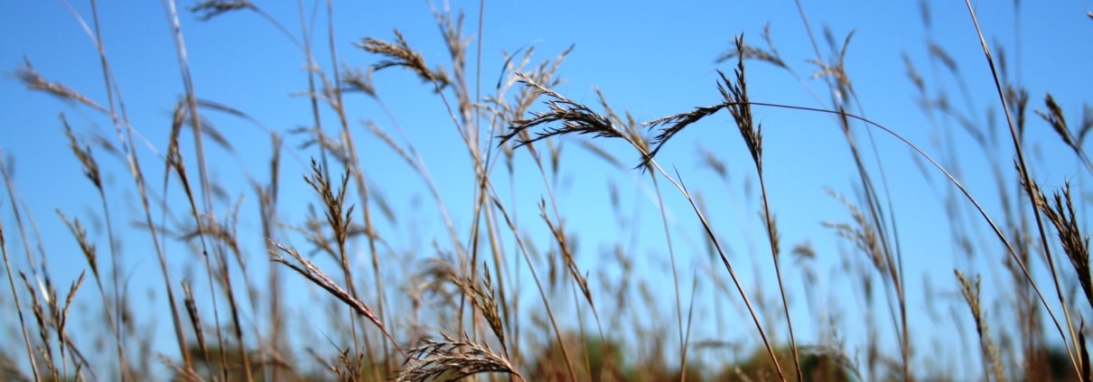 LS_field_Unimin - big bluestem