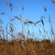 LS_field_Unimin - big bluestem