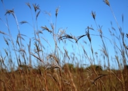 LS_field_Unimin - big bluestem