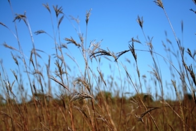 LS_field_Unimin - big bluestem