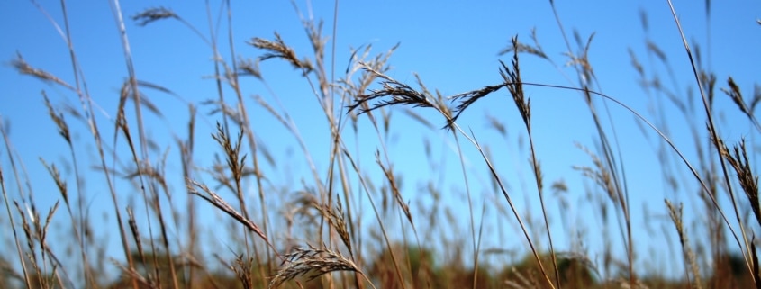 LS_field_Unimin - big bluestem