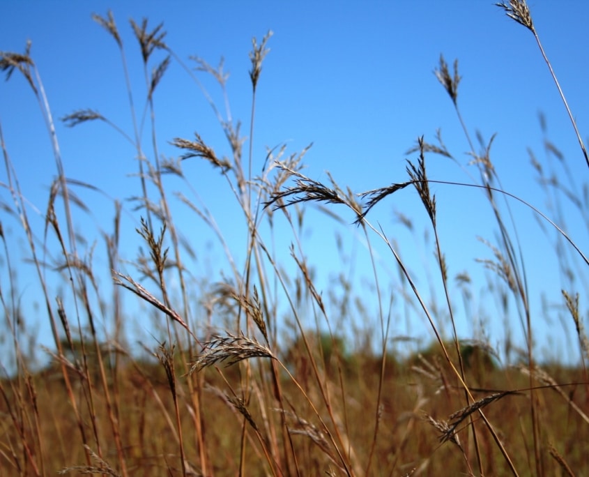 LS_field_Unimin - big bluestem