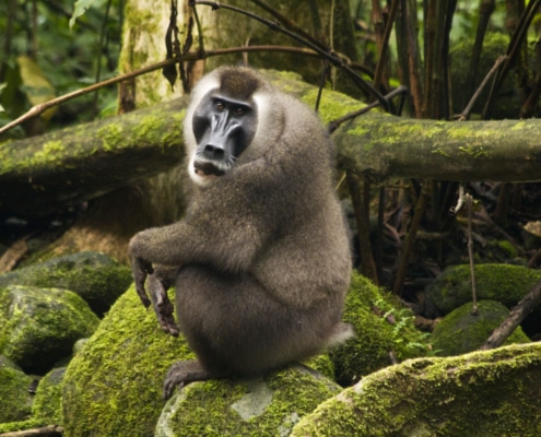 Monkey sitting on a stone