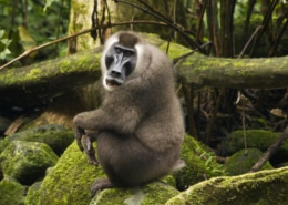 Monkey sitting on a stone