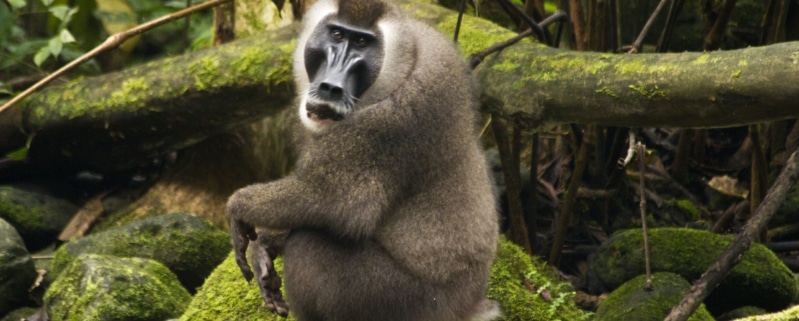 Monkey sitting on a stone