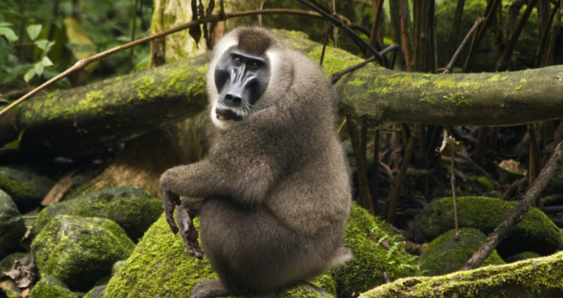 Monkey sitting on a stone