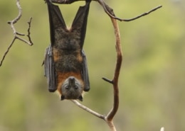 A bat in tree