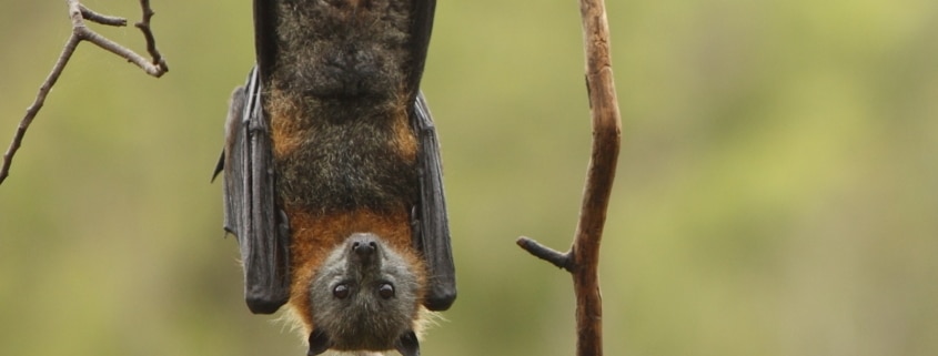 A bat in tree