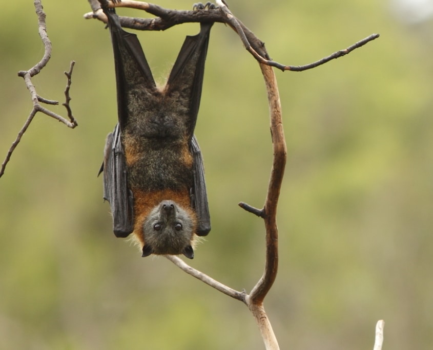A bat in tree