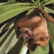 a bat with a baby bat