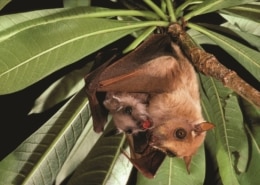 a bat with a baby bat