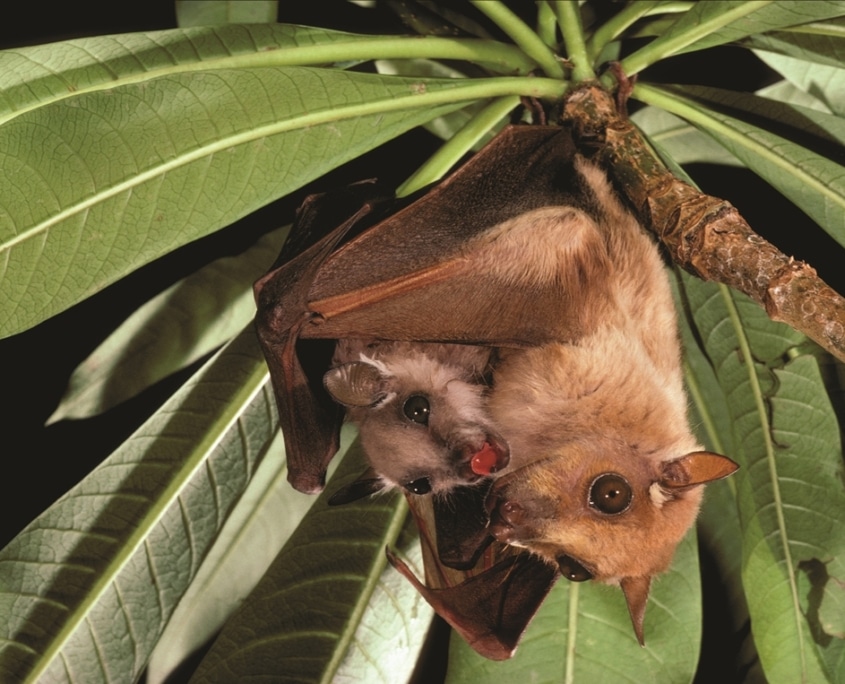 a bat with a baby bat