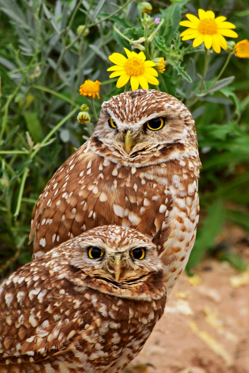 Bats, Birds and Owls – A Conservation Conference Session Recap - Tandem ...