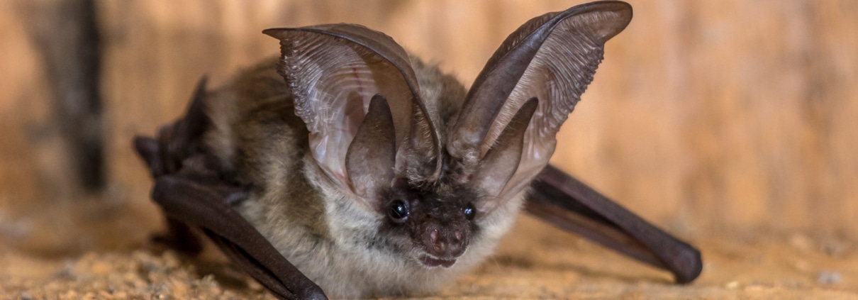 Grey long eared bat