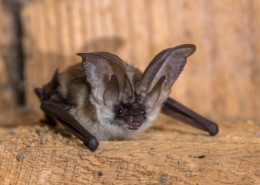 Grey long eared bat