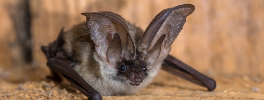 Grey long eared bat