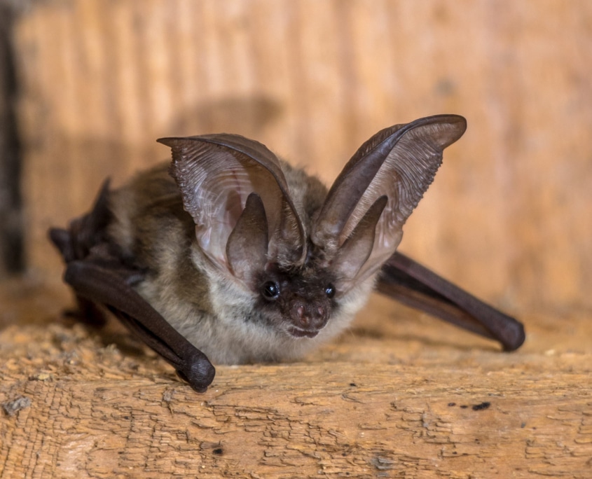 Grey long eared bat