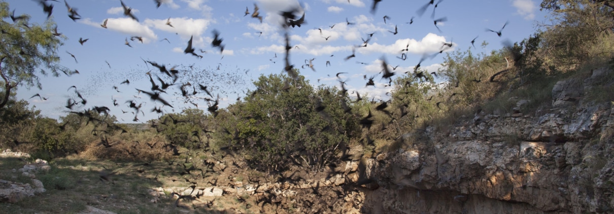 Mexican free-tailed bats flying outside cave preserve Texas