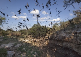 Mexican free-tailed bats flying outside cave preserve Texas