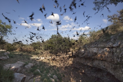 Mexican free-tailed bats flying outside cave preserve Texas