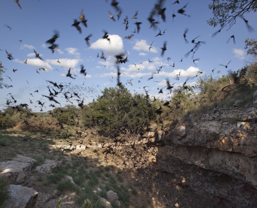 Mexican free-tailed bats flying outside cave preserve Texas