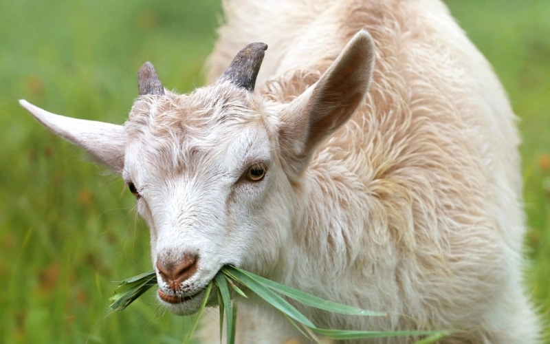Can Goats Mow Your Lawn 