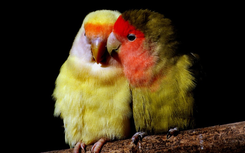 Animal Do Animals Fall in Love? Tandem Global