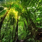 Rainforest | WHC