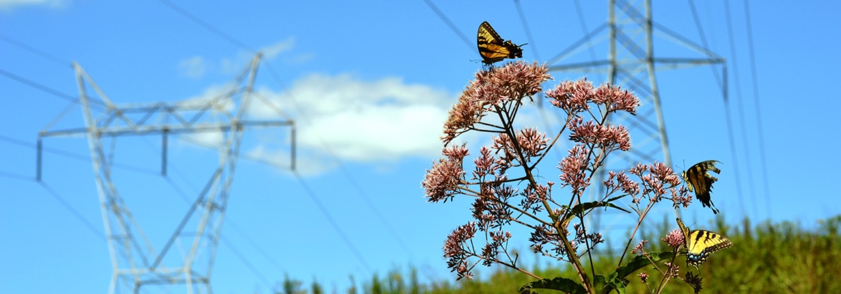 Butterfly on a flower