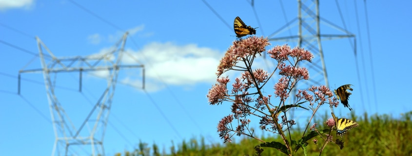 Butterfly on a flower