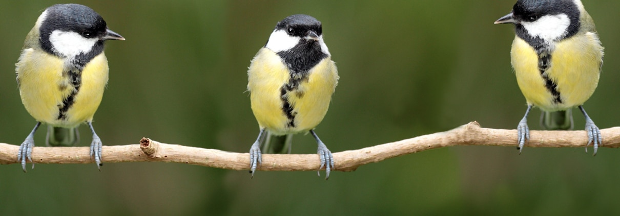 three yellow birds on branch