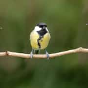 three yellow birds on branch