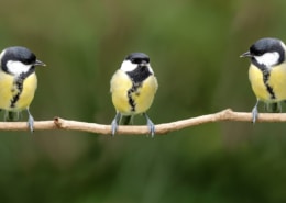 three yellow birds on branch