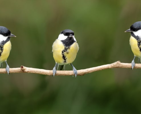 three yellow birds on branch