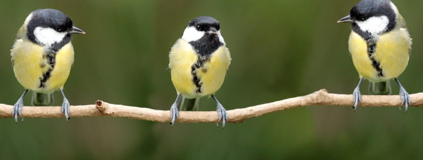 three yellow birds on branch