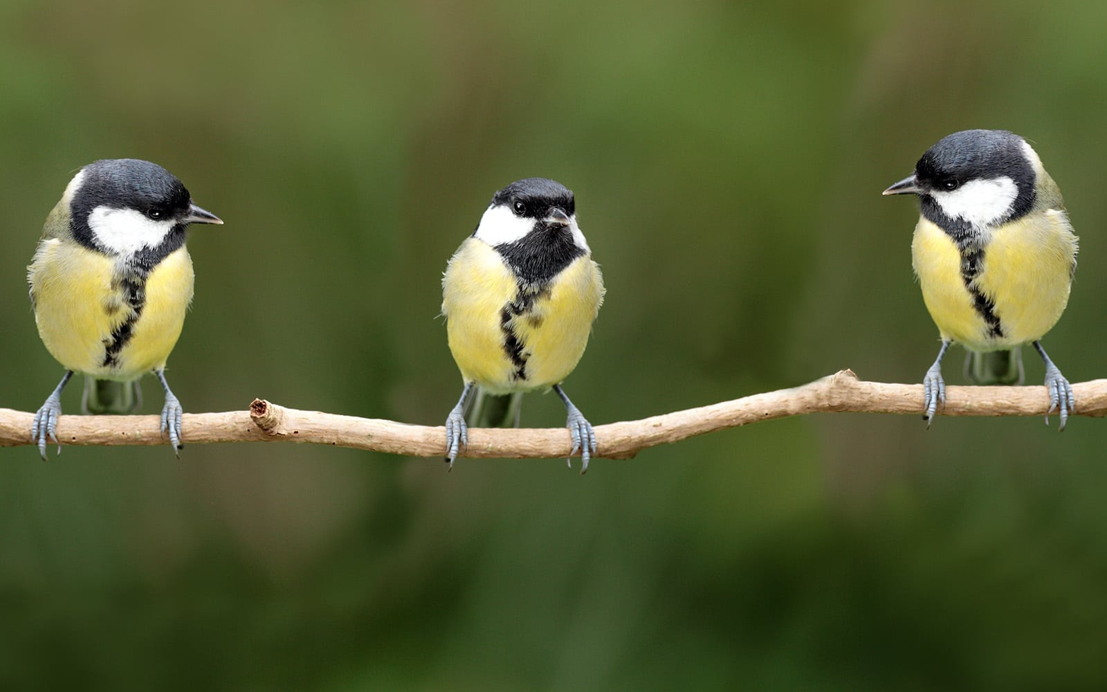 three yellow birds on branch