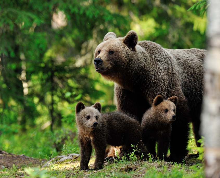 A brown bear with cub in the forest