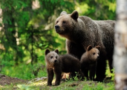 A brown bear with cub in the forest