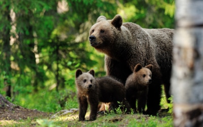 A brown bear with cub in the forest